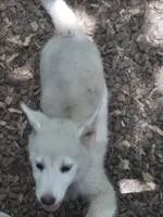 Pete, a male German Shepherd Dog and Great Pyrenees for sale in Rock Hill, SC – Photo 4 of 8