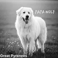 Pete, a male German Shepherd Dog and Great Pyrenees for sale in Rock Hill, SC – Photo 8 of 8