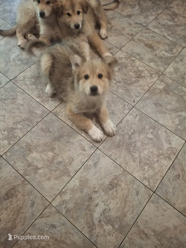 Pointy Ears – Alaskan Malamute, Great Pyrenees puppy for sale in Rock Hill, SC