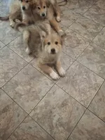 Pointy Ears, a female Alaskan Malamute and Great Pyrenees for sale in Rock Hill, SC – 1 of 8
