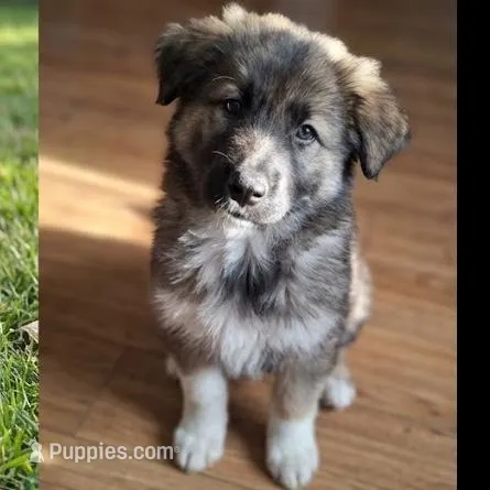 Wolfie - Dire Dog v1.1