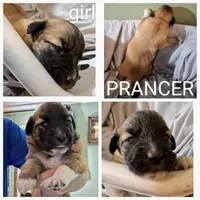 Prancer - Shepyrenees, a female German Shepherd Dog and Great Pyrenees for sale in Rock Hill, SC – Photo 4 of 6