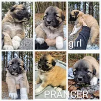 Prancer - Shepyrenees, a female German Shepherd Dog and Great Pyrenees for sale in Rock Hill, SC – Photo 2 of 6