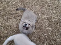 Coco, a female Alaskan Malamute and Great Pyrenees for sale in Rock Hill, SC – 6 of 9