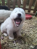 White Boy, a male Alaskan Malamute and Great Pyrenees for sale in Rock Hill, SC – 8 of 10