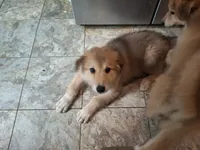 Zoomer, a female German Shepherd Dog and Alaskan Malamute for sale in Rock Hill, SC – 1 of 9