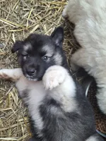 Big Boy, a male Alaskan Malamute and Great Pyrenees for sale in Rock Hill, SC – 5 of 10