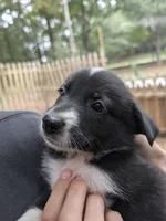 Bella, a female German Shepherd Dog and Great Pyrenees for sale in Rock Hill, SC – 3 of 9