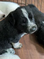 Cookie (and Cream), a male German Shepherd Dog and Great Pyrenees for sale in Rock Hill, SC – 8 of 9