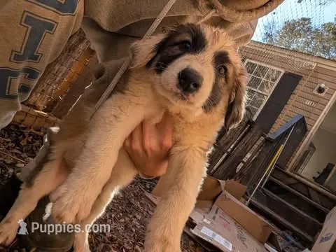 Junior - Shepyrenees