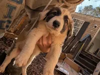 Junior - Shepyrenees, a male German Shepherd Dog and Great Pyrenees for sale in Rock Hill, SC – Photo 1 of 5