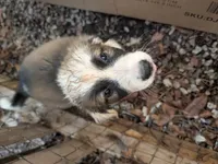 Junior - Shepyrenees, a male German Shepherd Dog and Great Pyrenees for sale in Rock Hill, SC – Photo 2 of 5