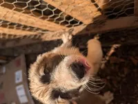 Junior - Shepyrenees, a male German Shepherd Dog and Great Pyrenees for sale in Rock Hill, SC – Photo 3 of 5