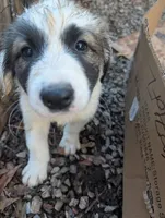 Junior - Shepyrenees, a male German Shepherd Dog and Great Pyrenees for sale in Rock Hill, SC – Photo 4 of 5