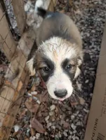 Junior - Shepyrenees, a male German Shepherd Dog and Great Pyrenees for sale in Rock Hill, SC – Photo 5 of 5