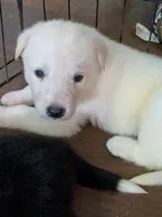 Snowball , a male German Shepherd Dog and Great Pyrenees for sale in Rock Hill, SC – 9 of 10