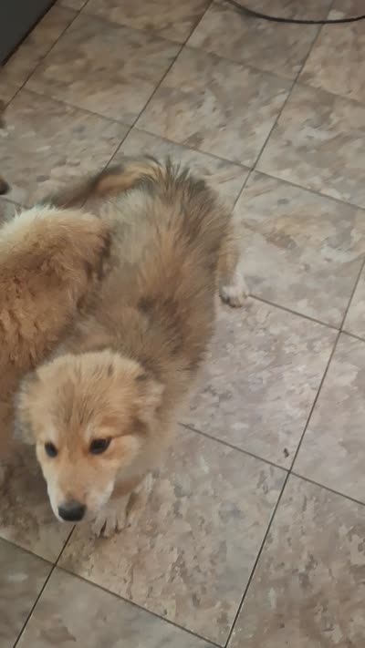 Pointy Ears, a female Alaskan Malamute and Great Pyrenees for sale in Rock Hill, SC – 4 of 8