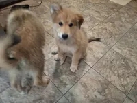 Fluffy, a female German Shepherd Dog and Great Pyrenees for sale in Rock Hill, SC – 5 of 5