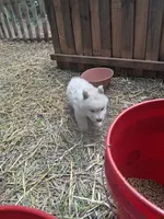 White Boy, a male Alaskan Malamute and Great Pyrenees for sale in Rock Hill, SC – 5 of 10