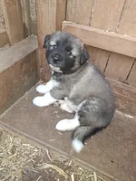 Brown Boy, a male Alaskan Malamute and Great Pyrenees for sale in Rock Hill, SC – 8 of 10