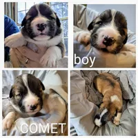 Comet - Shepyrenees, a male German Shepherd Dog and Great Pyrenees for sale in Rock Hill, SC – Photo 4 of 6