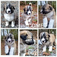 Comet - Shepyrenees, a male German Shepherd Dog and Great Pyrenees for sale in Rock Hill, SC – Photo 2 of 6