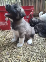 Brown Boy, a male Alaskan Malamute and Great Pyrenees for sale in Rock Hill, SC – 6 of 10