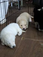 Snowball , a male German Shepherd Dog and Great Pyrenees for sale in Rock Hill, SC – 8 of 10