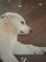 Karen, a female Great Pyrenees and White Shepherd for sale in Rock Hill, SC – Photo 6 of 10