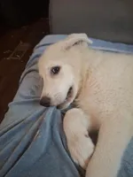 Karen, a female Great Pyrenees and White Shepherd for sale in Rock Hill, SC – Photo 2 of 10