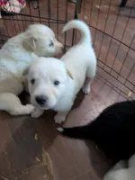 Snowball , a male German Shepherd Dog and Great Pyrenees for sale in Rock Hill, SC – 10 of 10