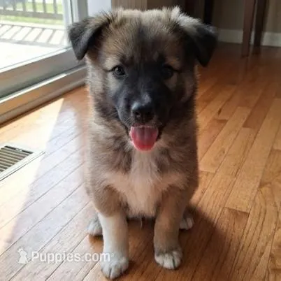 Brownie - Dire Dog v1.1