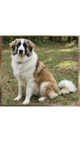 Bella, a female German Shepherd Dog and Great Pyrenees for sale in Rock Hill, SC – 4 of 4
