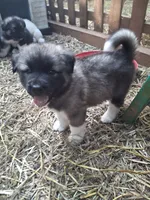 Brown Boy, a male Alaskan Malamute and Great Pyrenees for sale in Rock Hill, SC – 1 of 10