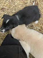Bella, a female German Shepherd Dog and Great Pyrenees for sale in Rock Hill, SC – 2 of 4