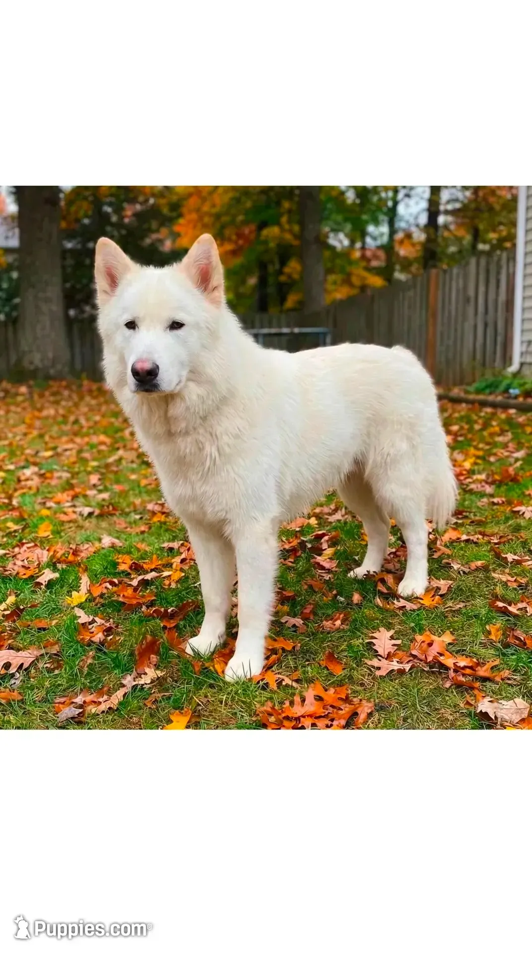 Big Boy, a male Alaskan Malamute and Great Pyrenees for sale in Rock Hill, SC – 10 of 10