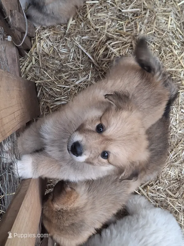 Bella – Alaskan Malamute, Great Pyrenees puppy for sale in Rock Hill, SC