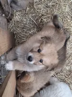 Bella, a female Alaskan Malamute and Great Pyrenees for sale in Rock Hill, SC – 1 of 8