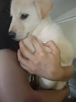 White Wolfie, a female German Shepherd Dog and Alaskan Malamute for sale in Rock Hill, SC – 3 of 5