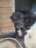 Tiny Boy (runt), a male Alaskan Malamute and Great Pyrenees for sale in Rock Hill, SC – 3 of 6