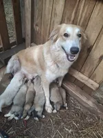 Nala, a female German Shepherd Dog and Great Pyrenees for sale in Rock Hill, SC – 2 of 2
