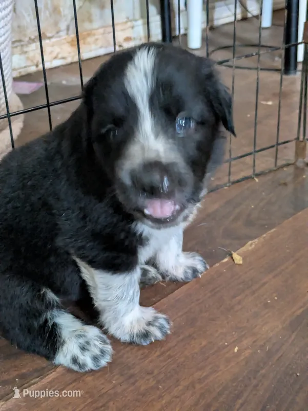 Cookie (and Cream) – German Shepherd Dog, Great Pyrenees puppy for sale in Rock Hill, SC