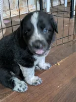 Cookie (and Cream), a male German Shepherd Dog and Great Pyrenees for sale in Rock Hill, SC – 1 of 9