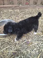 Tiny Boy (runt), a male Alaskan Malamute and Great Pyrenees for sale in Rock Hill, SC – 4 of 6