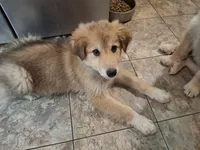 Zoomer, a female German Shepherd Dog and Alaskan Malamute for sale in Rock Hill, SC – 5 of 9