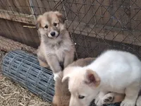 Bella, a female Alaskan Malamute and Great Pyrenees for sale in Rock Hill, SC – 8 of 8