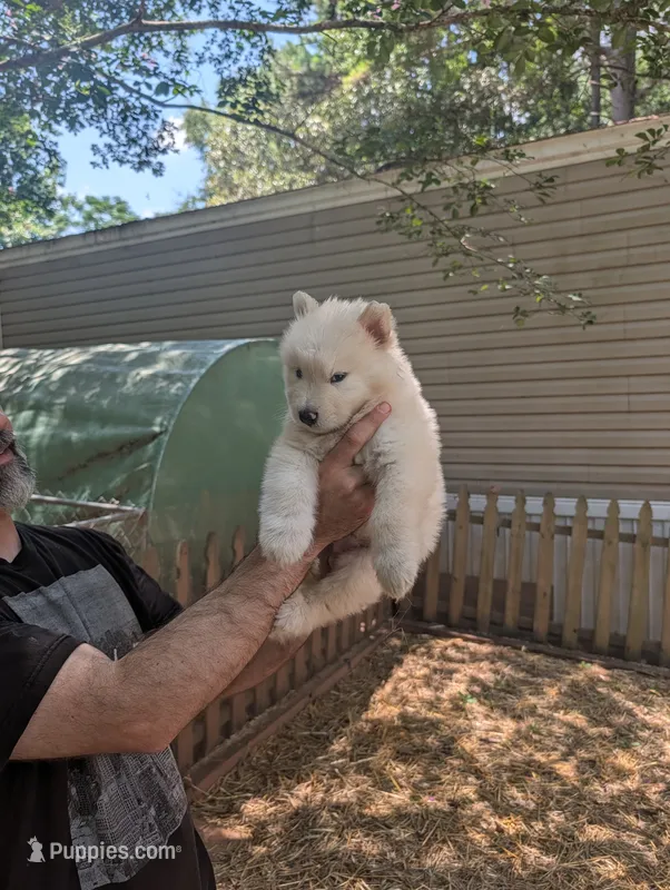 White Boy – Alaskan Malamute, Great Pyrenees puppy for sale in Rock Hill, SC