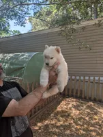 White Boy, a male Alaskan Malamute and Great Pyrenees for sale in Rock Hill, SC – 1 of 10
