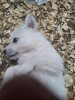 Remus, a male Great Pyrenees and White Shepherd for sale in Rock Hill, SC – Photo 2 of 9