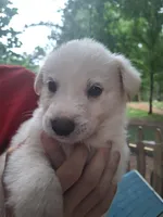 Remus, a male Great Pyrenees and White Shepherd for sale in Rock Hill, SC – Photo 7 of 9